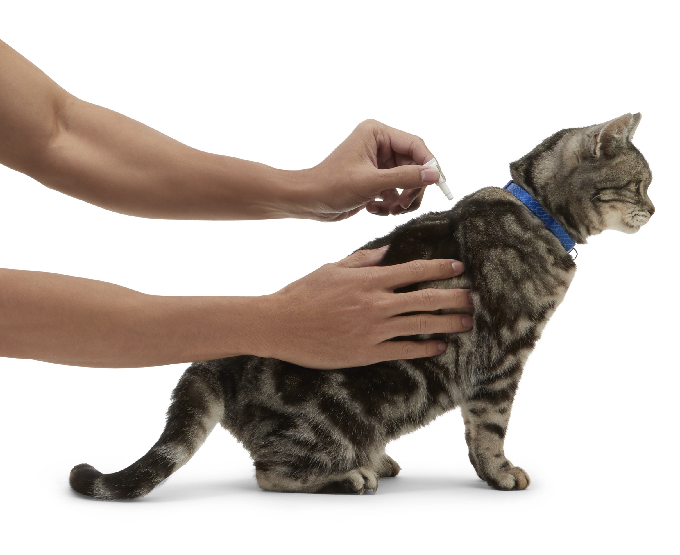 Understanding Flea Medicine: Keep Your Pet Flea-Free & Healthy | Petco