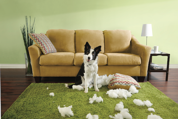 New Dog Owner? Essential Tips from Experienced Pet Parents