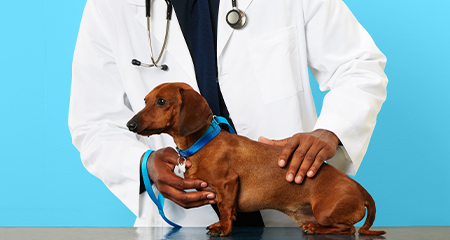 Vet Q&A